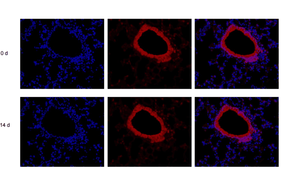 Immunohistochemistry - Enhanced Antifade Mounting Medium with DAPI (A319609) - Antibodies.com