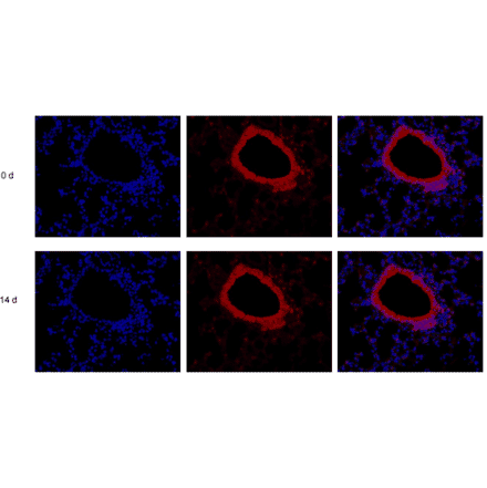 Immunohistochemistry - Enhanced Antifade Mounting Medium with DAPI (A319609) - Antibodies.com