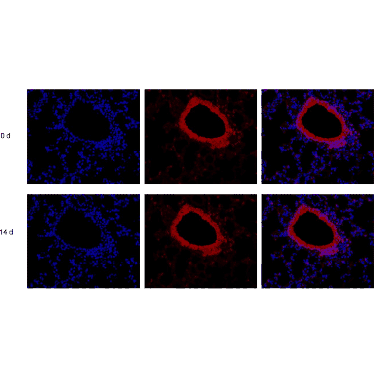 Immunohistochemistry - Enhanced Antifade Mounting Medium with DAPI (A319609) - Antibodies.com