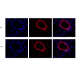 Immunohistochemistry - Enhanced Antifade Mounting Medium with DAPI (A319609) - Antibodies.com