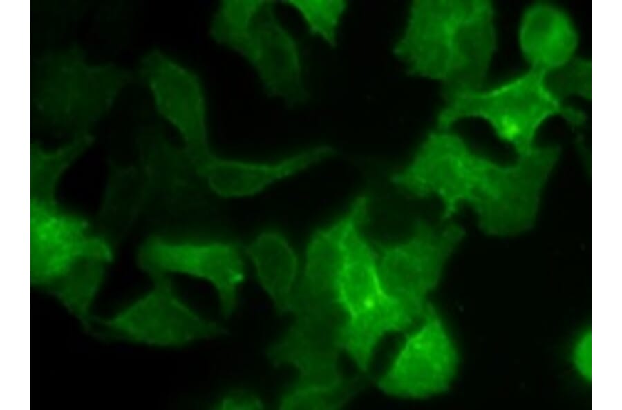 Immunocytochemistry - Cell Plasma Membrane Staining Kit (Green Fluorescence) (A319610) - Antibodies.com