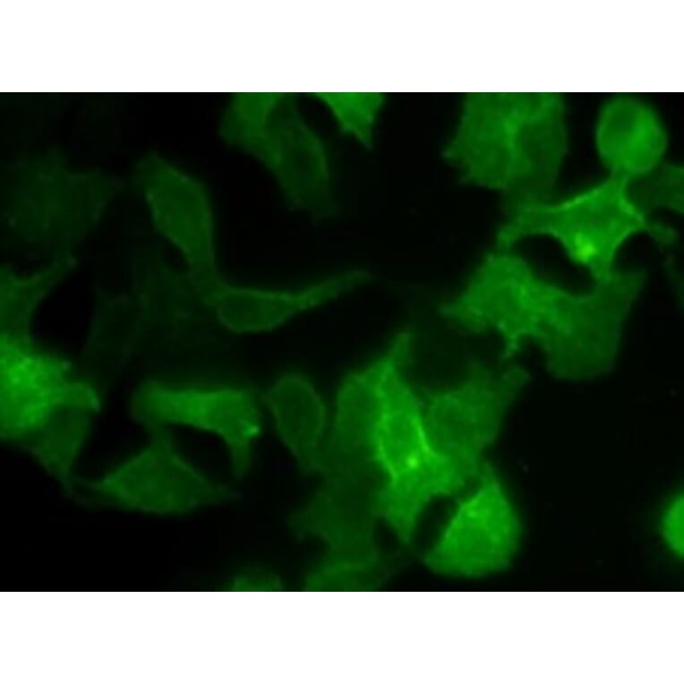 Immunocytochemistry - Cell Plasma Membrane Staining Kit (Green Fluorescence) (A319610) - Antibodies.com