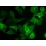 Immunocytochemistry - Cell Plasma Membrane Staining Kit (Green Fluorescence) (A319610) - Antibodies.com
