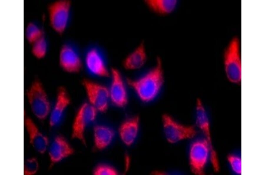 Immunocytochemistry - Mitochondrion and Nuclear Staining Kit (A319614) - Antibodies.com