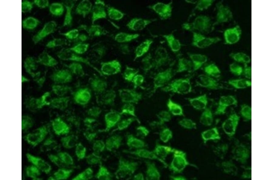 Immunocytochemistry - Mitochondrion Staining Kit (Green Fluorescence) (A319615) - Antibodies.com