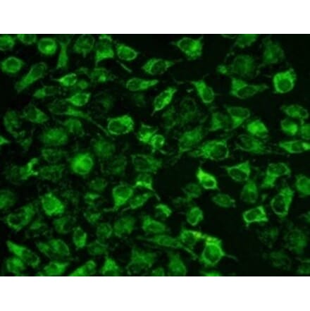 Immunocytochemistry - Mitochondrion Staining Kit (Green Fluorescence) (A319615) - Antibodies.com