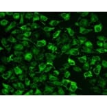 Immunocytochemistry - Mitochondrion Staining Kit (Green Fluorescence) (A319615) - Antibodies.com