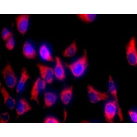 Immunocytochemistry - Mitochondrion Staining Kit (Orange Fluorescence) (A319616) - Antibodies.com