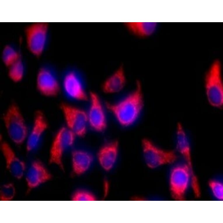Immunocytochemistry - Mitochondrion Staining Kit (Orange Fluorescence) (A319616) - Antibodies.com