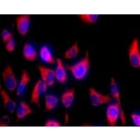 Immunocytochemistry - Mitochondrion Staining Kit (Orange Fluorescence) (A319616) - Antibodies.com