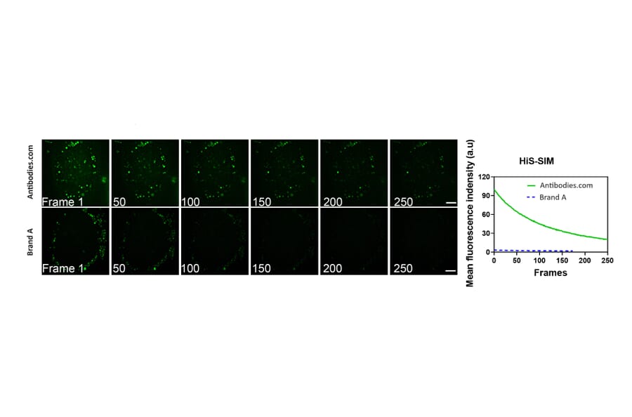 Immunocytochemistry - Live-cell Lyso-traker Kit (Green Fluorescence) (A319617) - Antibodies.com