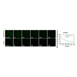 Immunocytochemistry - Live-cell Lyso-traker Kit (Green Fluorescence) (A319617) - Antibodies.com