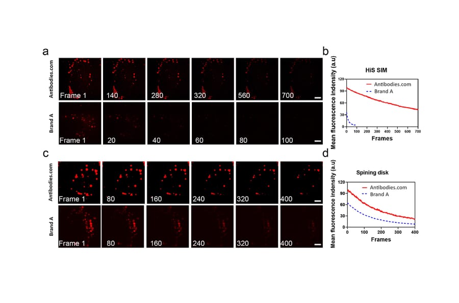 Immunocytochemistry - Live-cell Lyso-traker Kit (Red Fluorescence) (A319618) - Antibodies.com