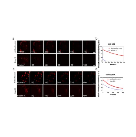 Immunocytochemistry - Live-cell Lyso-traker Kit (Red Fluorescence) (A319618) - Antibodies.com