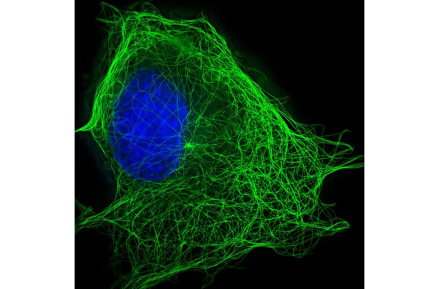 Immunocytochemistry - Live-cell Tubulin-traker Kit (Green Fluorescence) (A319619) - Antibodies.com