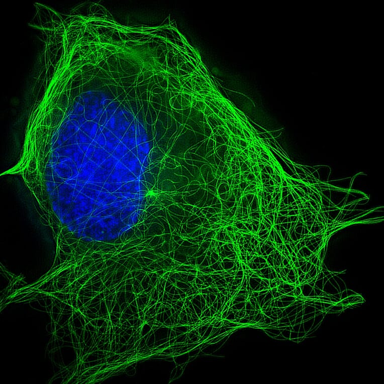 Immunocytochemistry - Live-cell Tubulin-traker Kit (Green Fluorescence) (A319619) - Antibodies.com