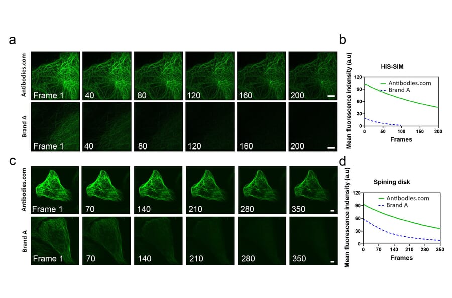 Immunocytochemistry - Live-cell Tubulin-traker Kit (Green Fluorescence) (A319619) - Antibodies.com