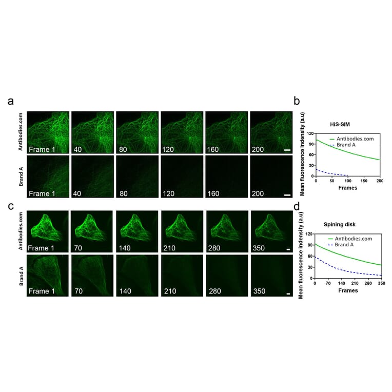 Immunocytochemistry - Live-cell Tubulin-traker Kit (Green Fluorescence) (A319619) - Antibodies.com