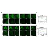 Immunocytochemistry - Live-cell Tubulin-traker Kit (Green Fluorescence) (A319619) - Antibodies.com