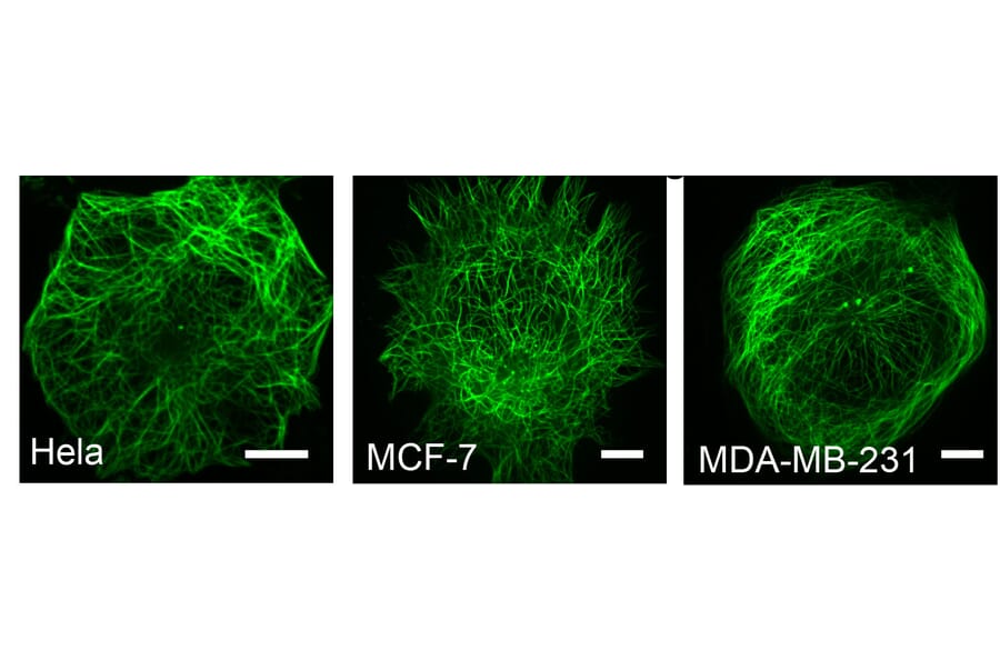 Immunocytochemistry - Live-cell Tubulin-traker Kit (Green Fluorescence) (A319619) - Antibodies.com