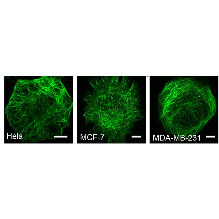 Immunocytochemistry - Live-cell Tubulin-traker Kit (Green Fluorescence) (A319619) - Antibodies.com