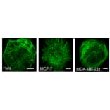 Immunocytochemistry - Live-cell Tubulin-traker Kit (Green Fluorescence) (A319619) - Antibodies.com