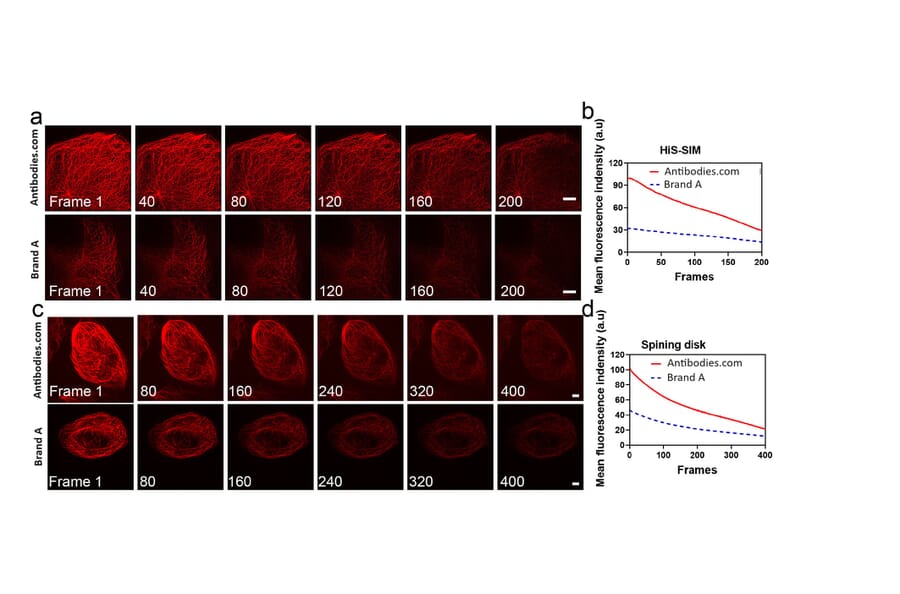 Immunocytochemistry - Live-cell Tubulin-traker Kit (Red Fluorescence) (A319620) - Antibodies.com