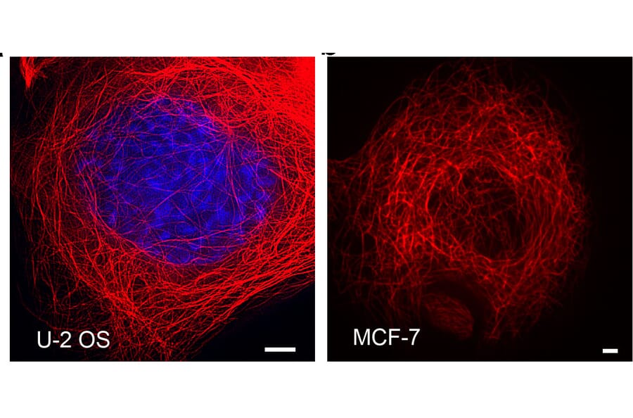 Immunocytochemistry - Live-cell Tubulin-traker Kit (Red Fluorescence) (A319620) - Antibodies.com