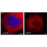 Immunocytochemistry - Live-cell Tubulin-traker Kit (Red Fluorescence) (A319620) - Antibodies.com