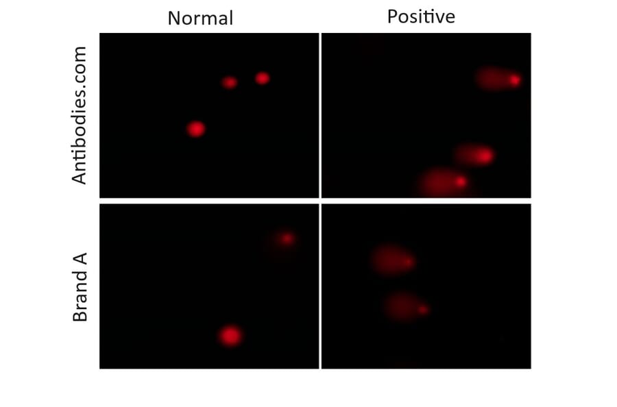 Immunocytochemistry - Comet Assay Kit (3-Well Slides) (A319634) - Antibodies.com