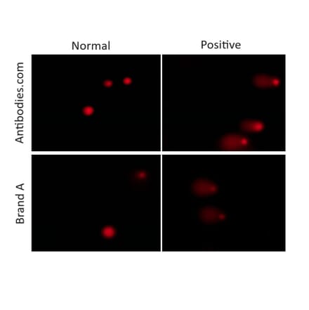 Immunocytochemistry - Comet Assay Kit (3-Well Slides) (A319634) - Antibodies.com