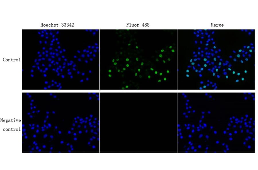 Immunocytochemistry - EdU Cell Proliferation Image Kit (Green Fluorescence) (A319642) - Antibodies.com