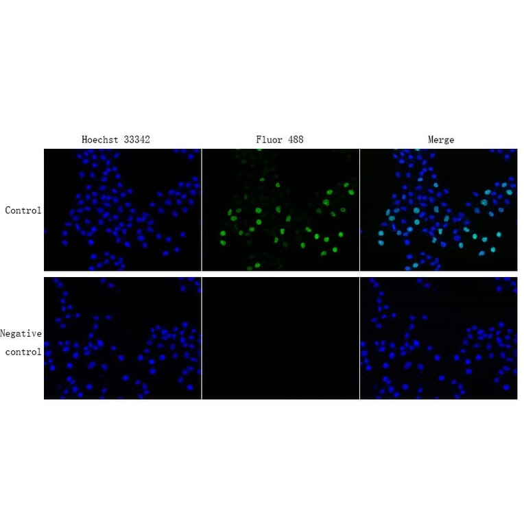 Immunocytochemistry - EdU Cell Proliferation Image Kit (Green Fluorescence) (A319642) - Antibodies.com