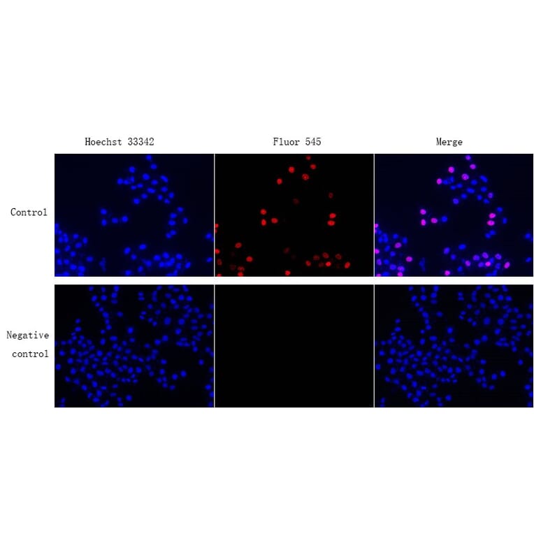 Immunocytochemistry - EdU Cell Proliferation Image Kit (Orange Fluorescence) (A319643) - Antibodies.com
