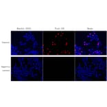 Immunocytochemistry - EdU Cell Proliferation Image Kit (Orange Fluorescence) (A319643) - Antibodies.com