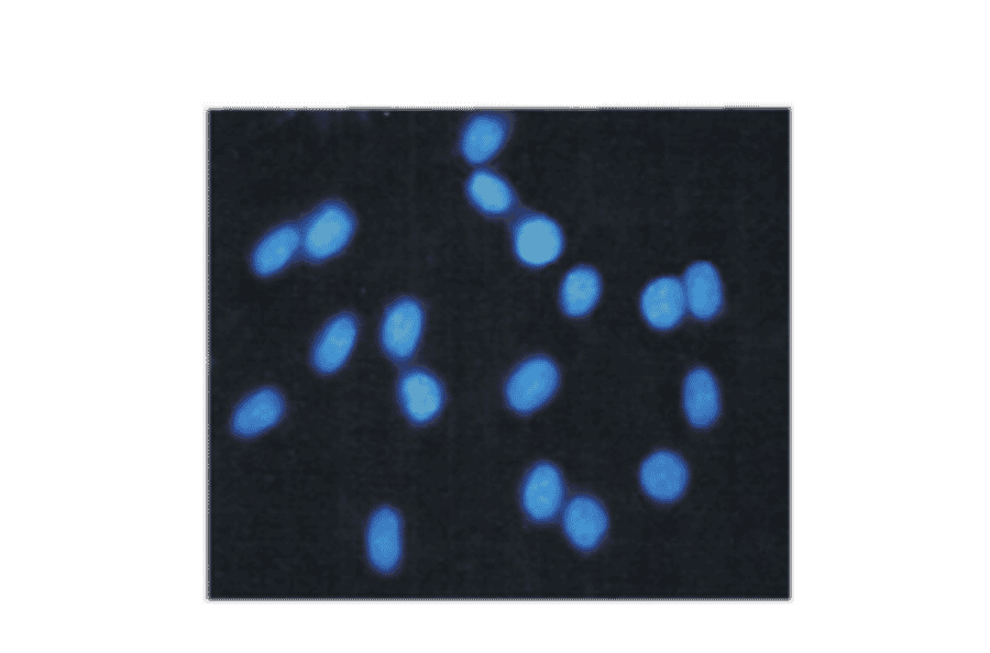 Immunocytochemistry - Hoechst 33258 (A319645) - Antibodies.com