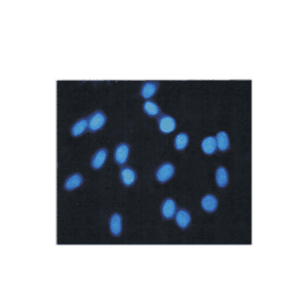 Immunocytochemistry - Hoechst 33258 (A319645) - Antibodies.com