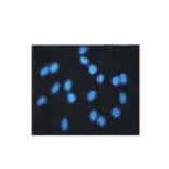 Immunocytochemistry - Hoechst 33258 (A319645) - Antibodies.com
