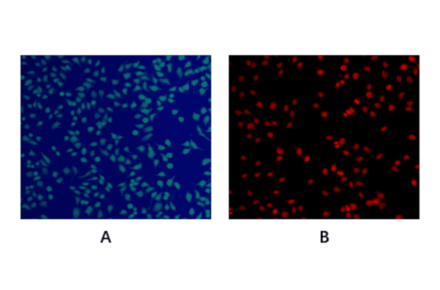 Immunocytochemistry - Live and Dead Cell Double Staining Kit (A319650) - Antibodies.com