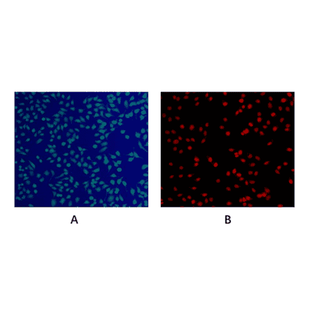 Immunocytochemistry - Live and Dead Cell Double Staining Kit (A319650) - Antibodies.com