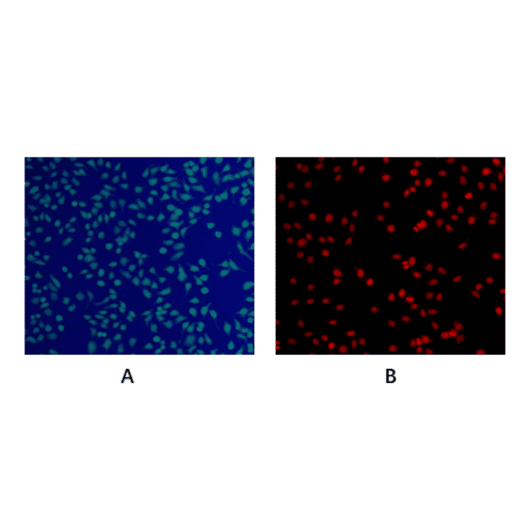 Immunocytochemistry - Live and Dead Cell Double Staining Kit (A319650) - Antibodies.com