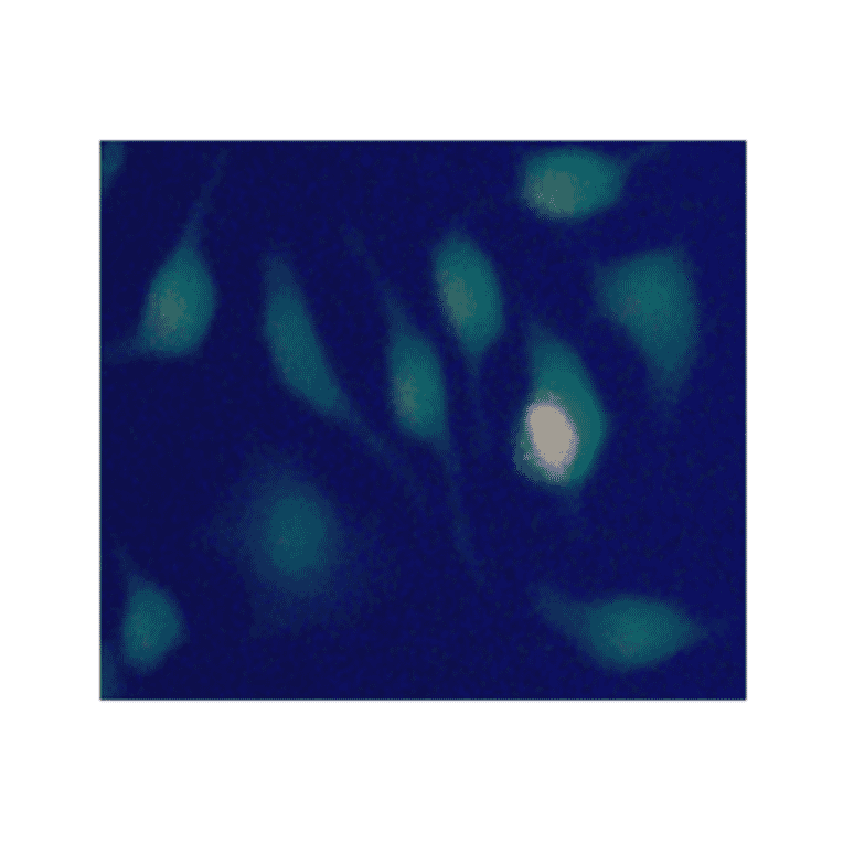 Immunocytochemistry - Live and Dead Cell Double Staining Kit (A319650) - Antibodies.com