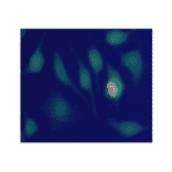 Immunocytochemistry - Live and Dead Cell Double Staining Kit (A319650) - Antibodies.com