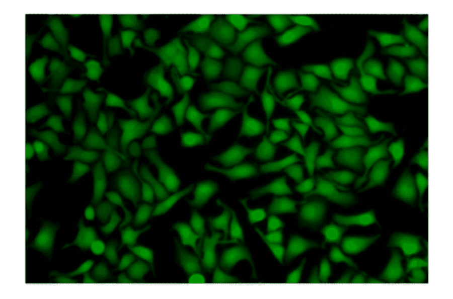 Cell Migration and Tracking