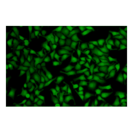 Immunocytochemistry - Live Cell Tracking Kit (Green Fluorescence) (A319651) - Antibodies.com