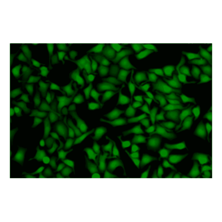 Immunocytochemistry - Live Cell Tracking Kit (Green Fluorescence) (A319651) - Antibodies.com