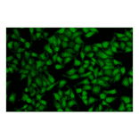 Immunocytochemistry - Live Cell Tracking Kit (Green Fluorescence) (A319651) - Antibodies.com