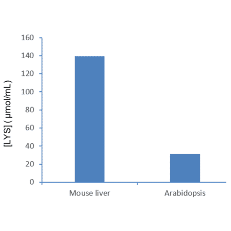 Functional Studies - Lysine Assay Kit (A319698) - Antibodies.com