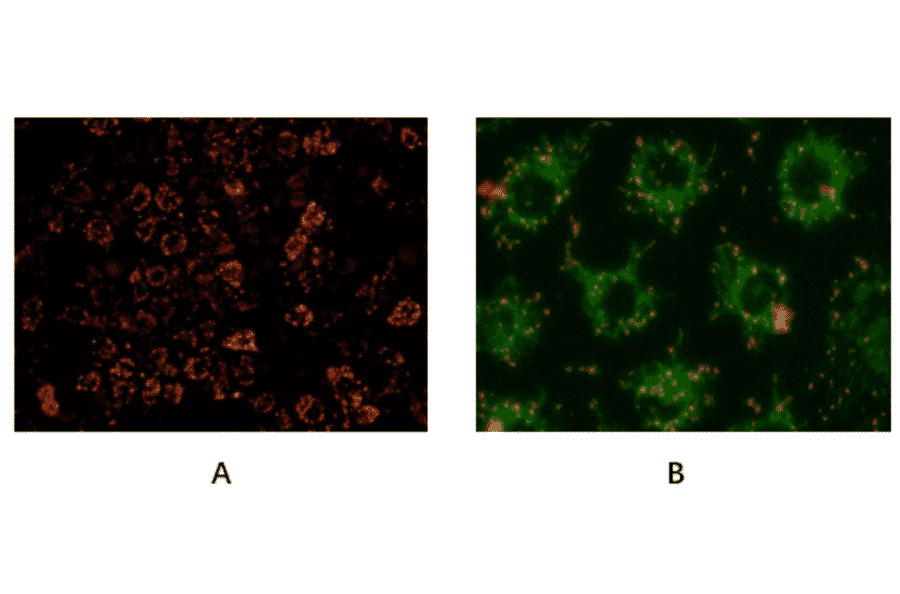 Immunocytochemistry - Mitochondrial Membrane Potential Assay Kit (JC-1) (A319761) - Antibodies.com