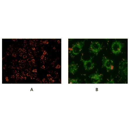 Immunocytochemistry - Mitochondrial Membrane Potential Assay Kit (JC-1) (A319761) - Antibodies.com